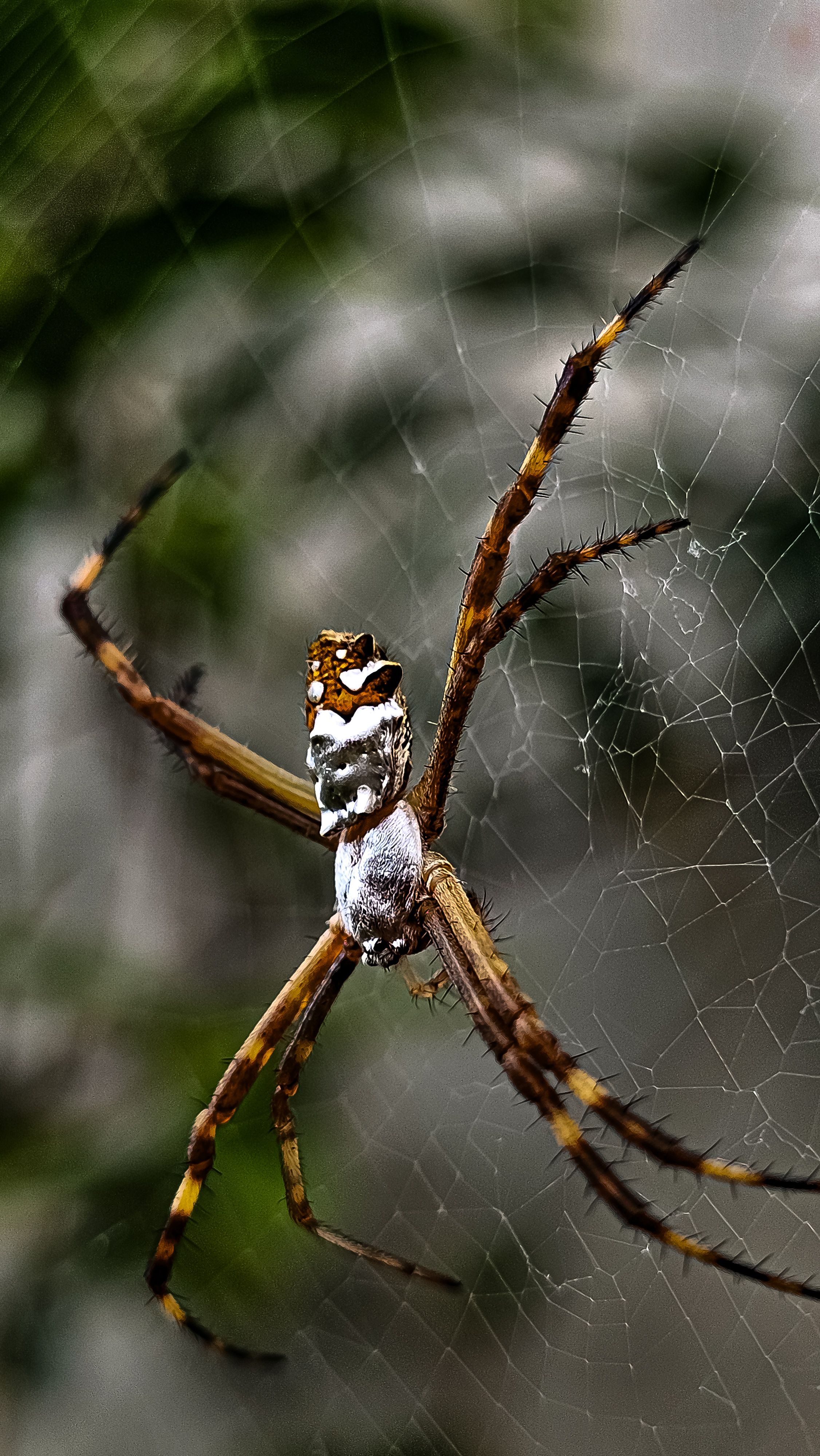 Close-up Portrait of a Garden Spider in Web · Free Stock Photo