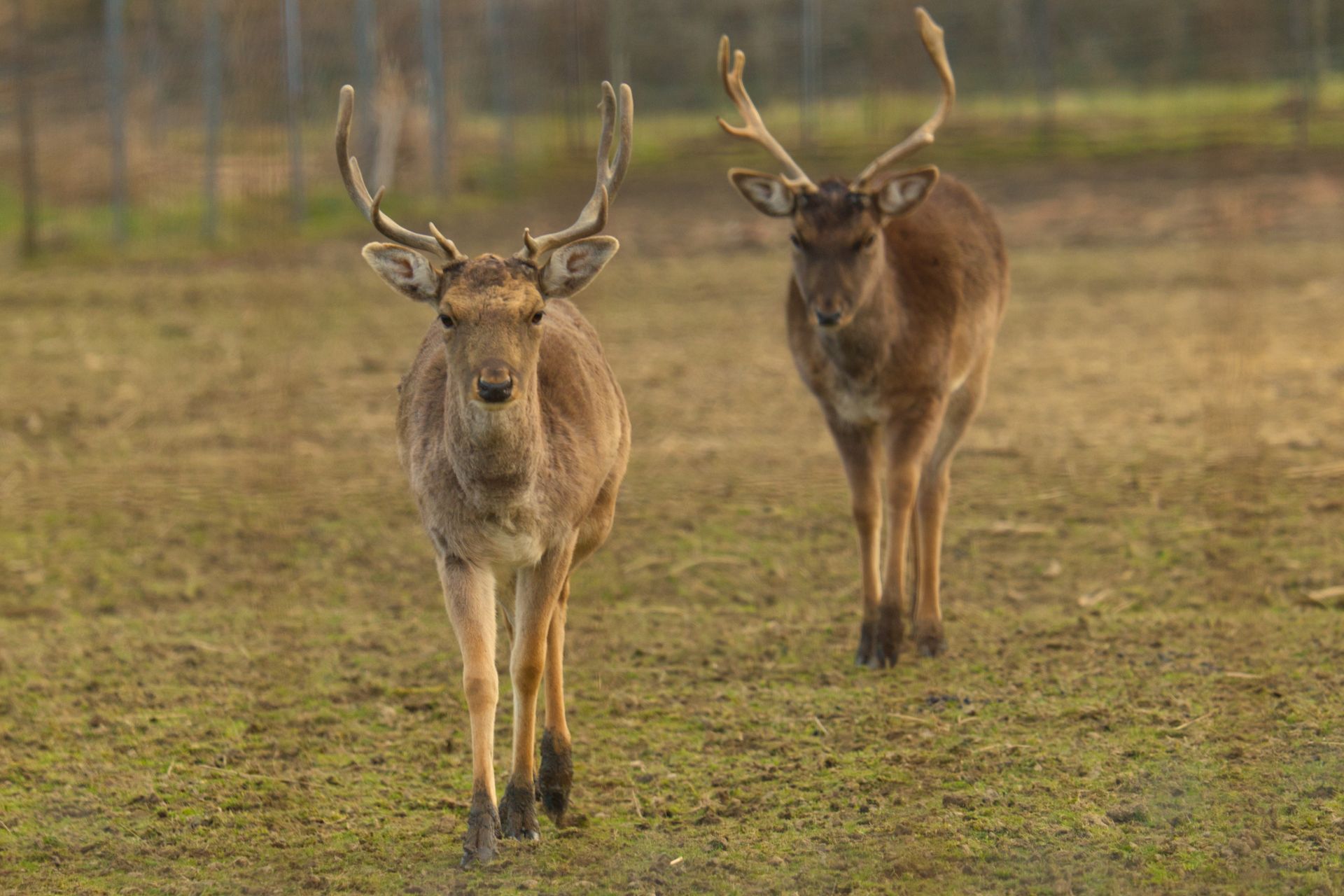 Two European fallow deer with antlers walking on the field in Garešnica, Croatia.