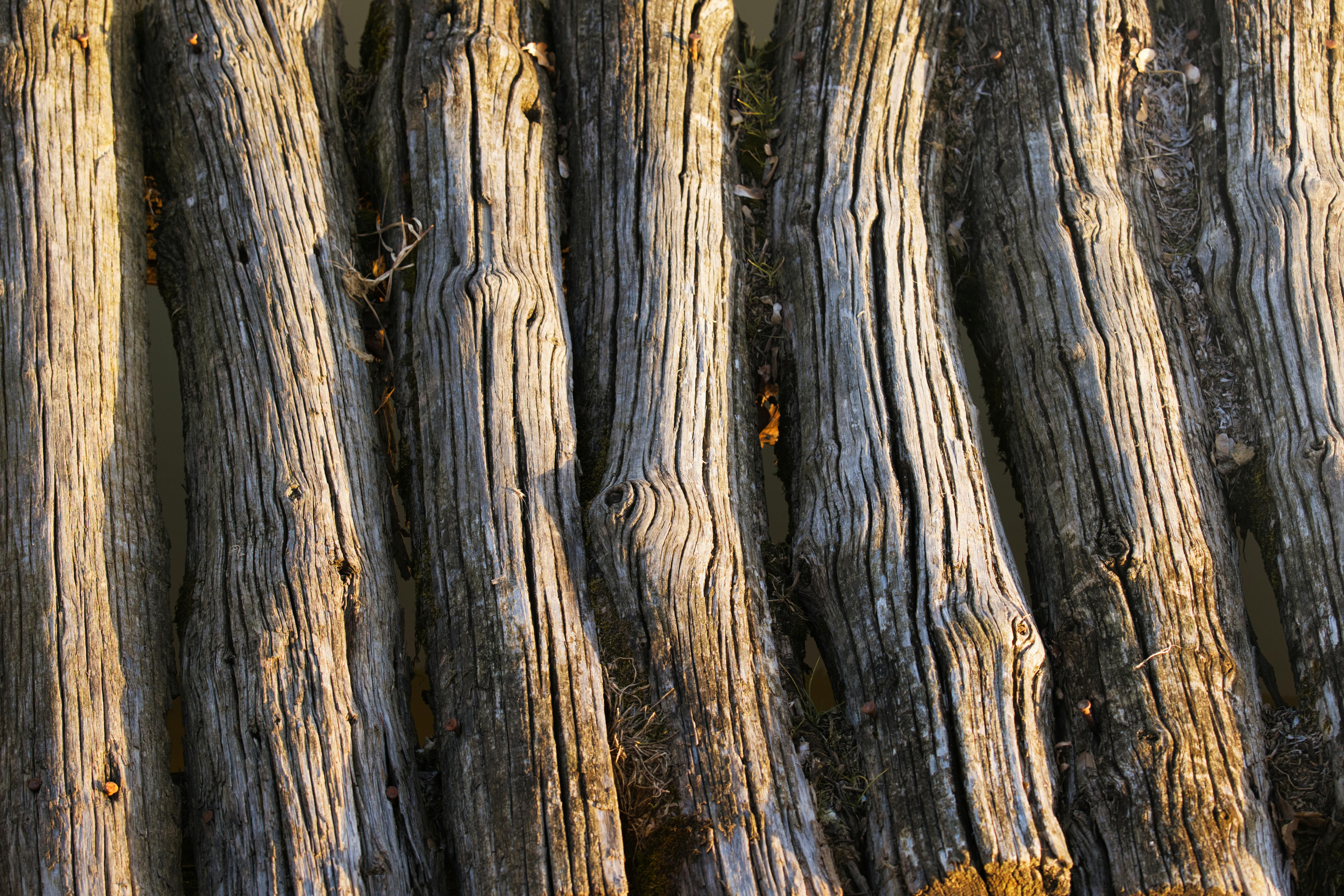Vue rapprochée de bûches de bois patinées et texturées au soleil.