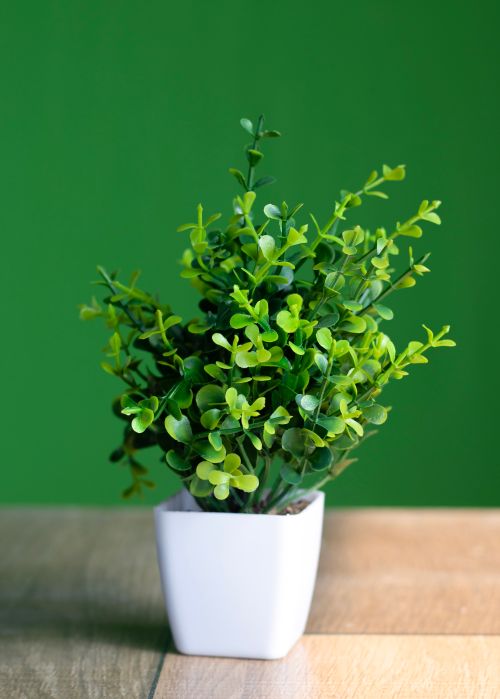 Free A vibrant green potted plant in a white pot on a wooden surface with a green backdrop. Stock Photo