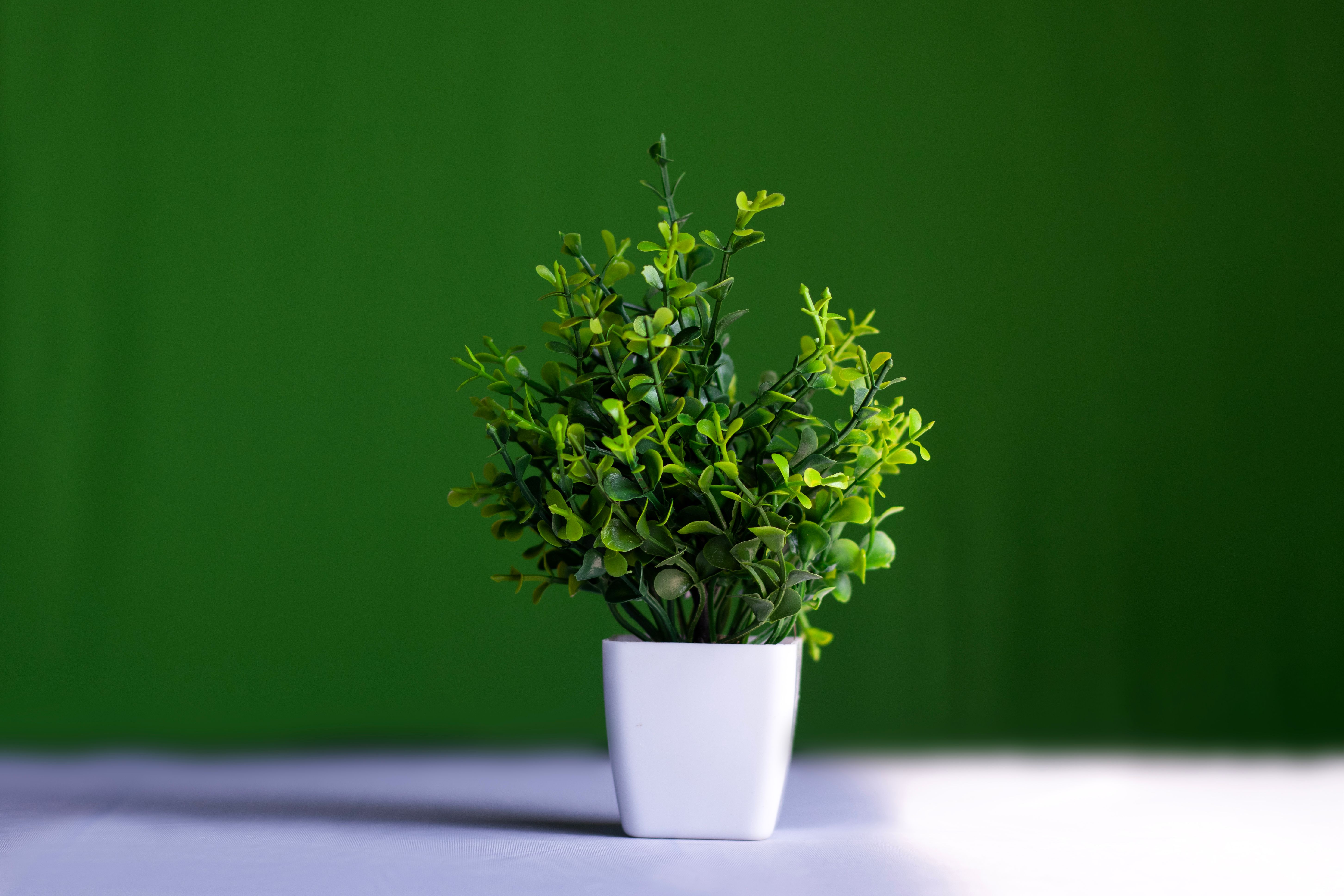 best indoor plants for low light offices