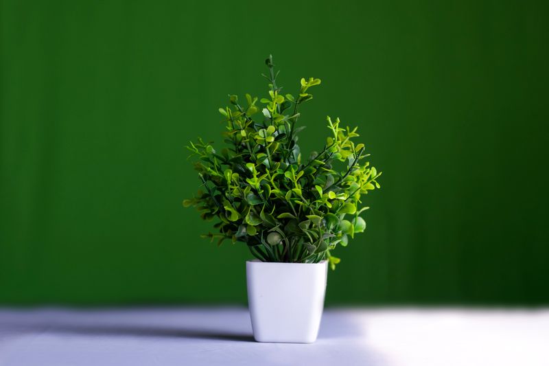 glossy zz plant leaves against a white wall