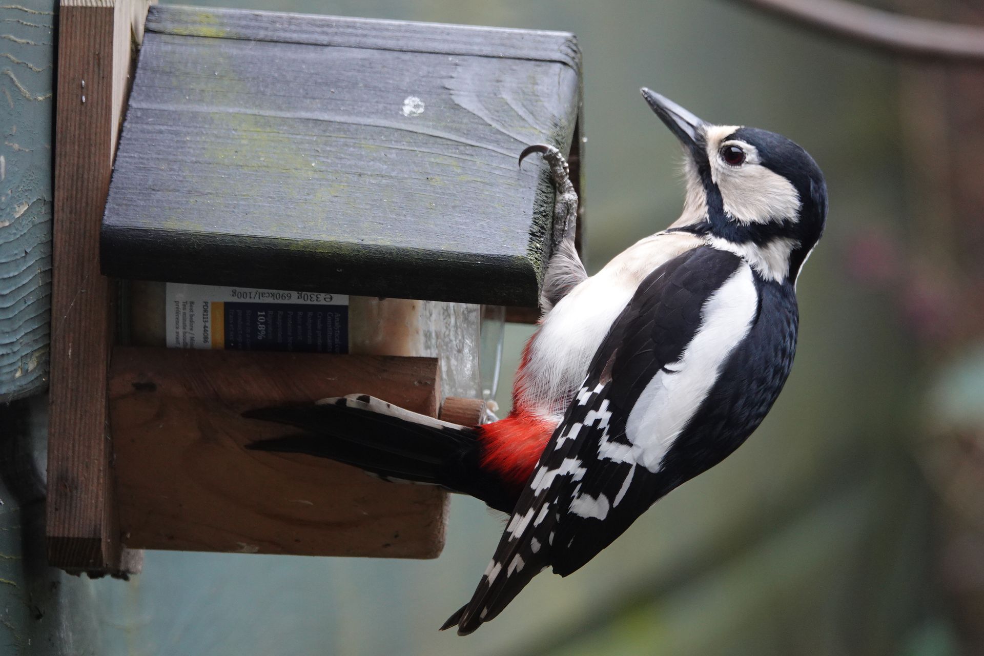 Great spotted woodpecker at bird feeder in Gouda, Netherlands. Close-up nature shot.