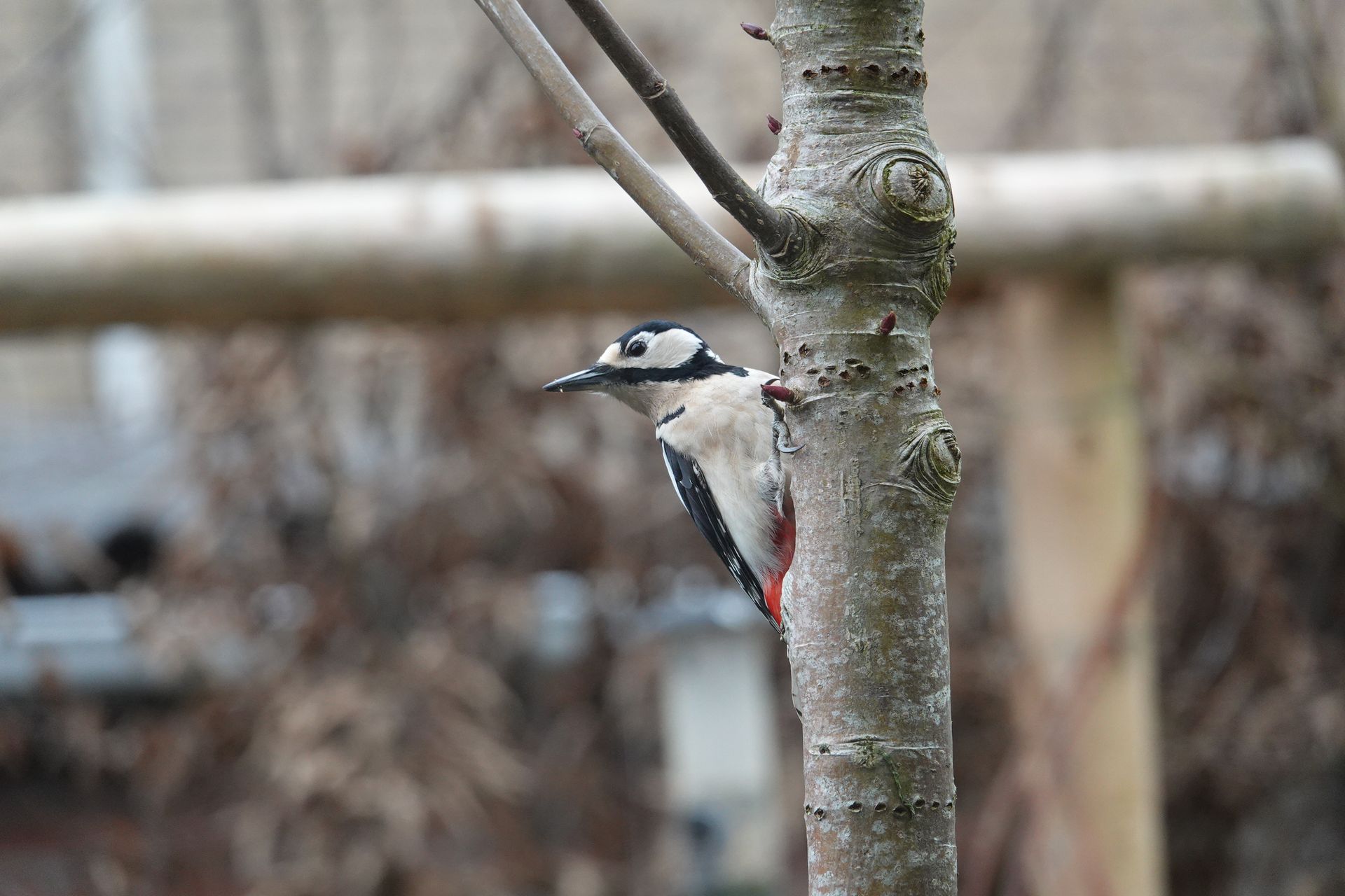 Close-up of a Great Spotted Woodpecker clinging to a tree in Gouda, Netherlands.