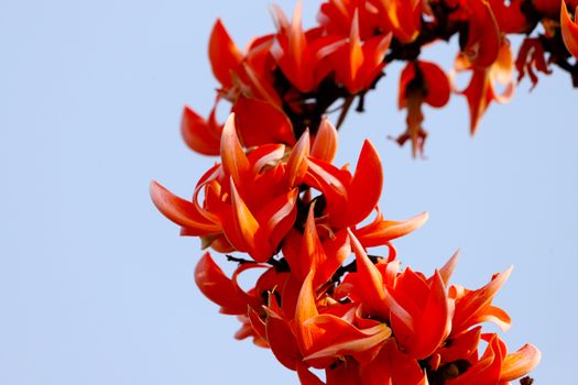 Close-up of vibrant orange Butea Monosperma flowers with clear blue sky background.