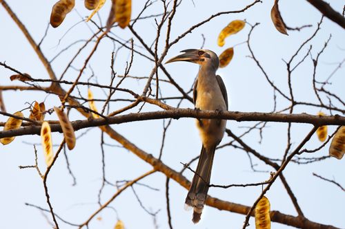 Free An Indian Grey Hornbill perched on a leafless tree with seed pods, basking in daylight. Stock Photo