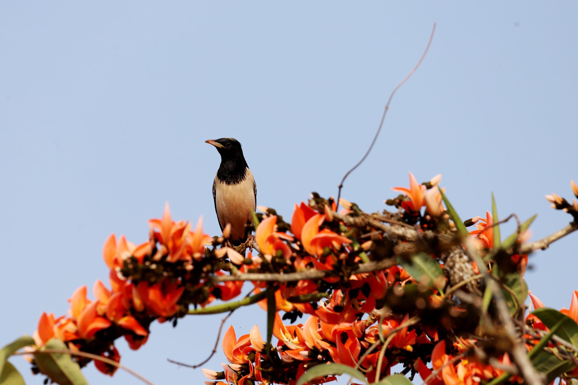 A black and white starling sits on blooming orange flowers against a blue sky.
