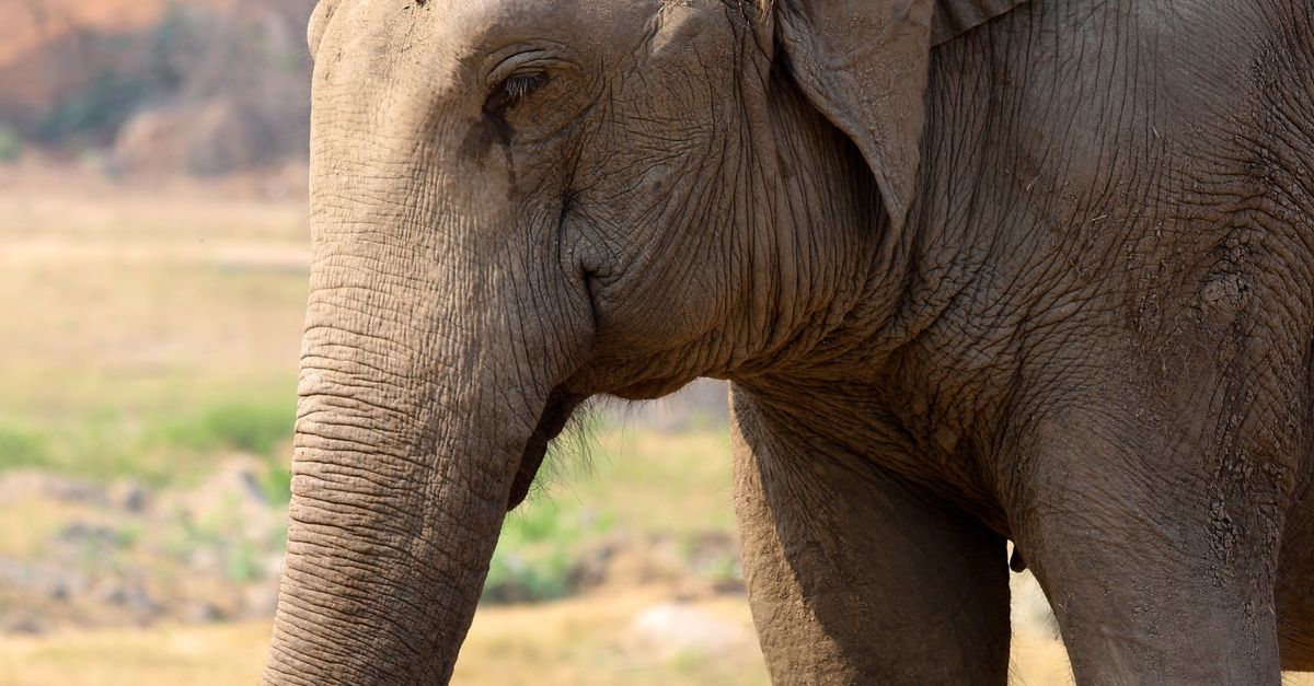 Normal Elephant Close-Up of Asian Elephant in Natural Habitat · Free Stock Photo