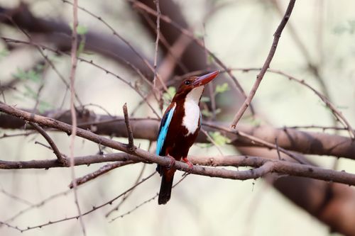 Free A vivid white-throated kingfisher resting on a tree branch in a natural setting. Stock Photo