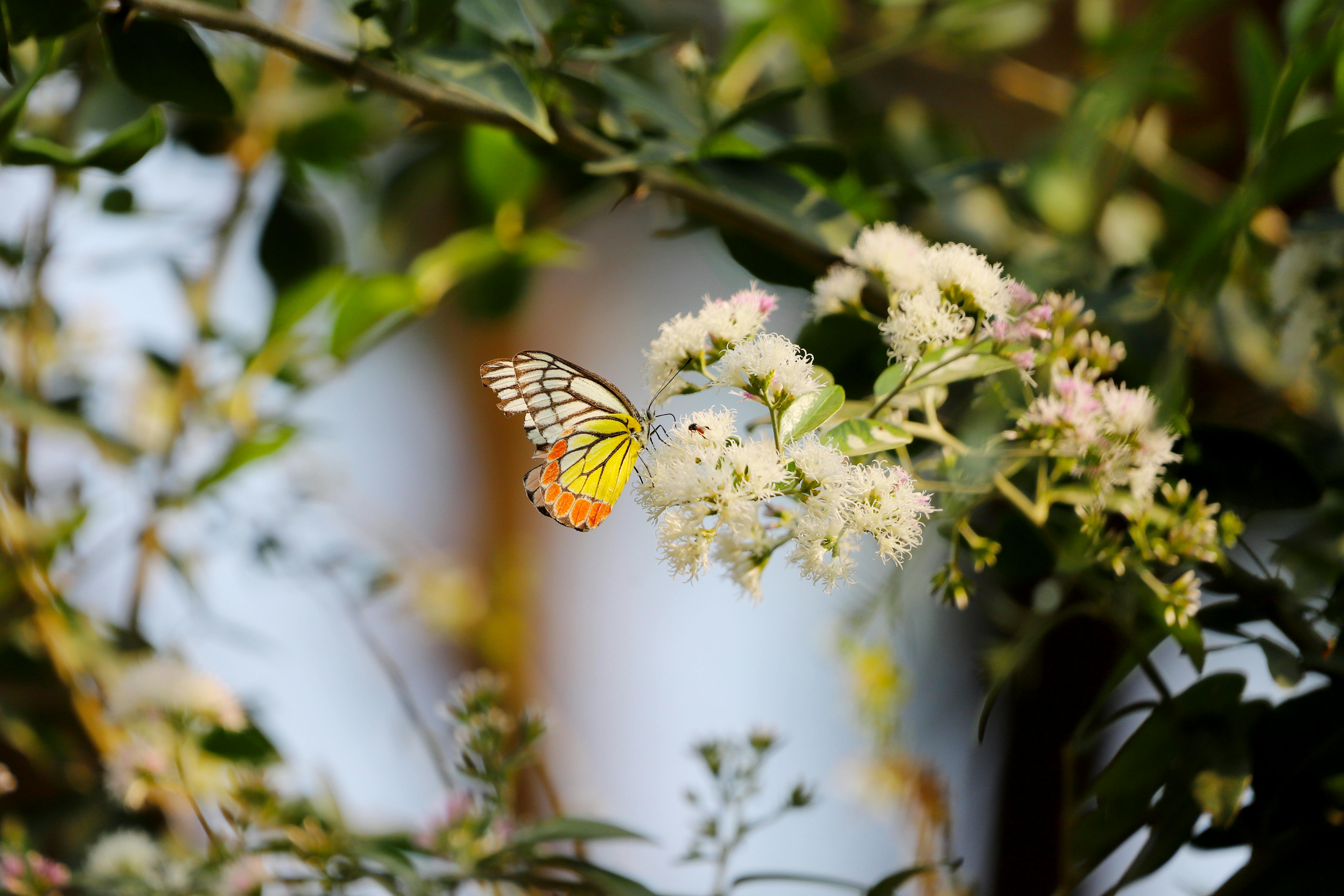 A colorful butterfly perched on white flowers with lush green foliage, captured in daylight.
