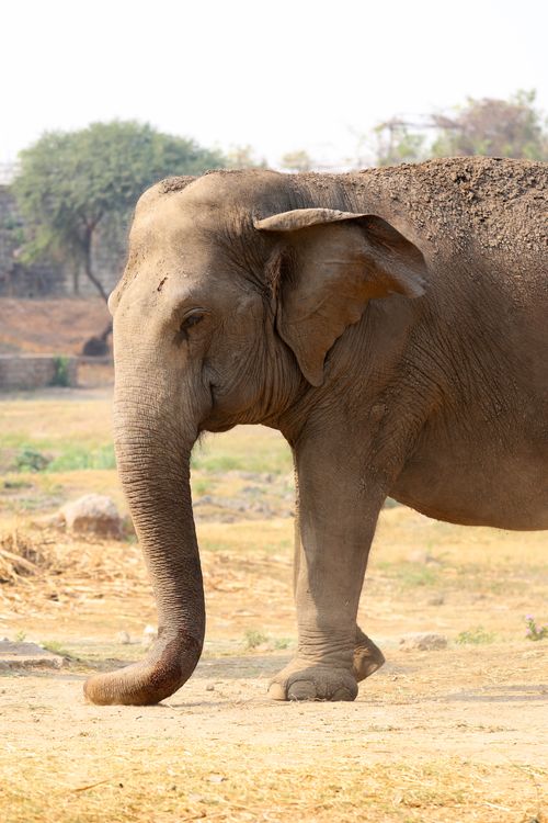 Free A majestic Asian elephant strolling in its natural habitat on a sunny day. Stock Photo