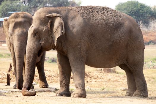 elephant photo