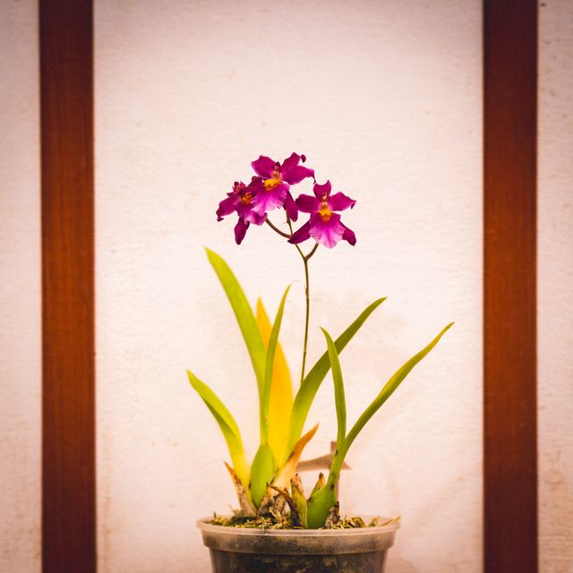 Purple orchid in a pot with green leaves, by Dmitry Kharitonov on Pexels