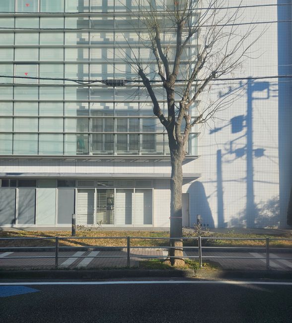 A cityscape featuring a modern building facade with tree shadows in urban setting.