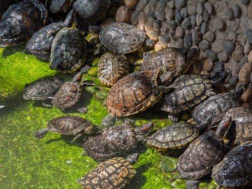 Free A collection of red-eared slider turtles basking on rocks by a pond, enjoying sunlight. Stock Photo