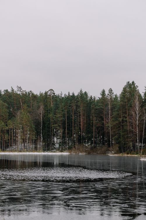Free Serene winter scenery with a frozen lake and pine forest under a gray sky. Stock Photo