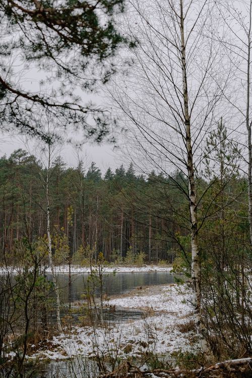 Free Peaceful forest scene with a river and light snowfall, capturing winter tranquility. Stock Photo