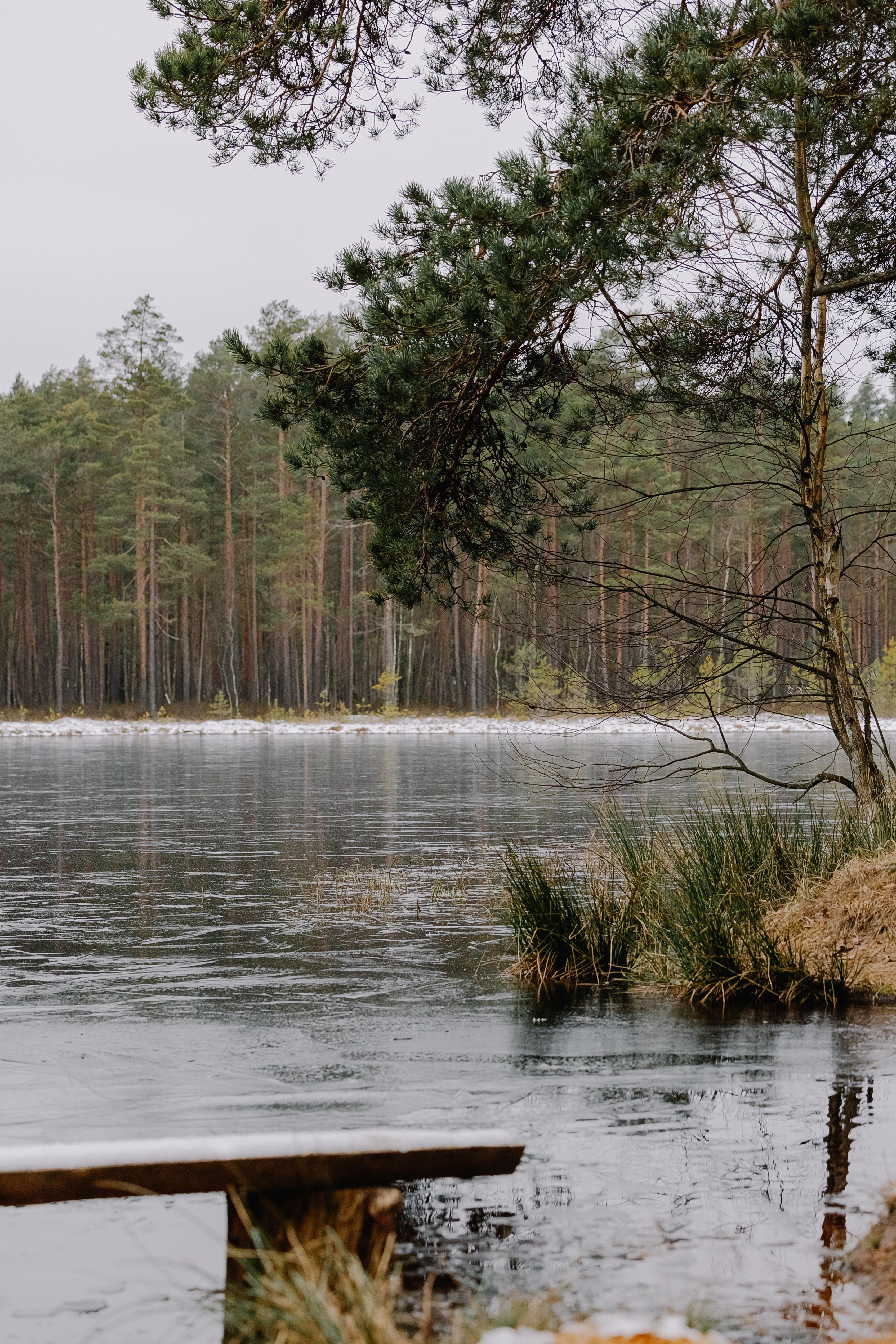 A peaceful winter scene of a frozen lake surrounded by a dense forest.