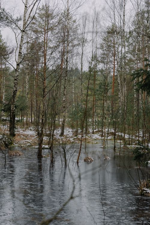 Free A serene winter forest featuring an icy pond surrounded by tall trees under a cloudy sky. Stock Photo
