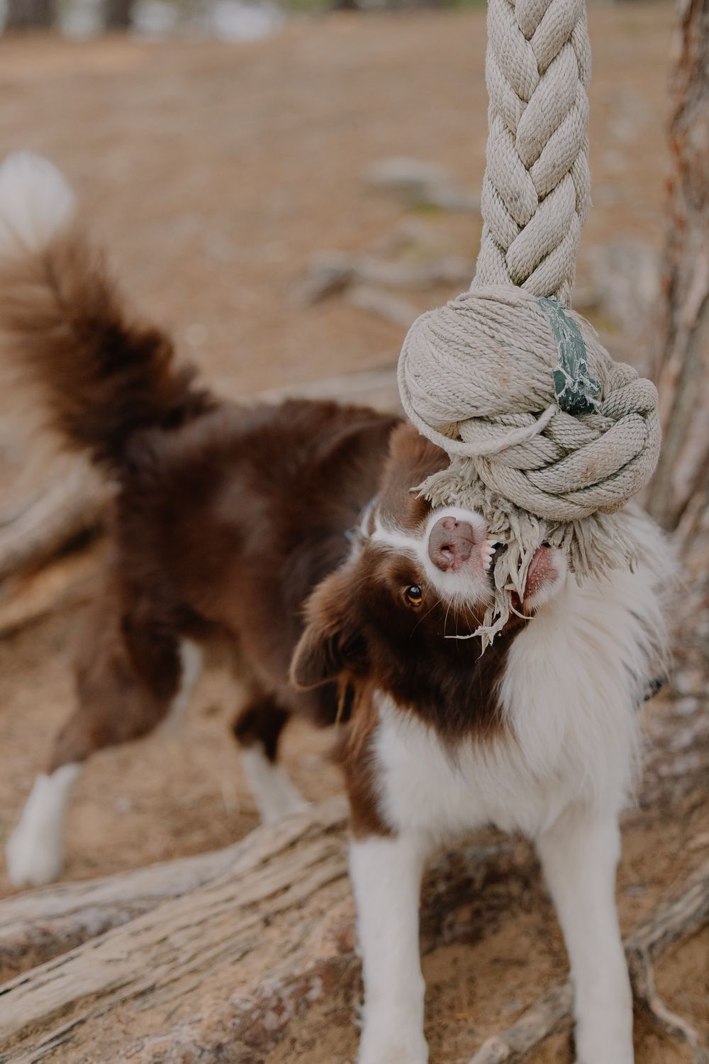 Tuggig Rope Playful Border Collie Tugging Rope Outdoors · Free Stock Photo