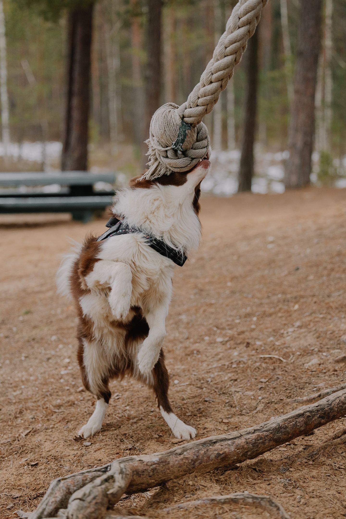 Energetic dog enjoying a tug-and-rope activity outdoors in the woods