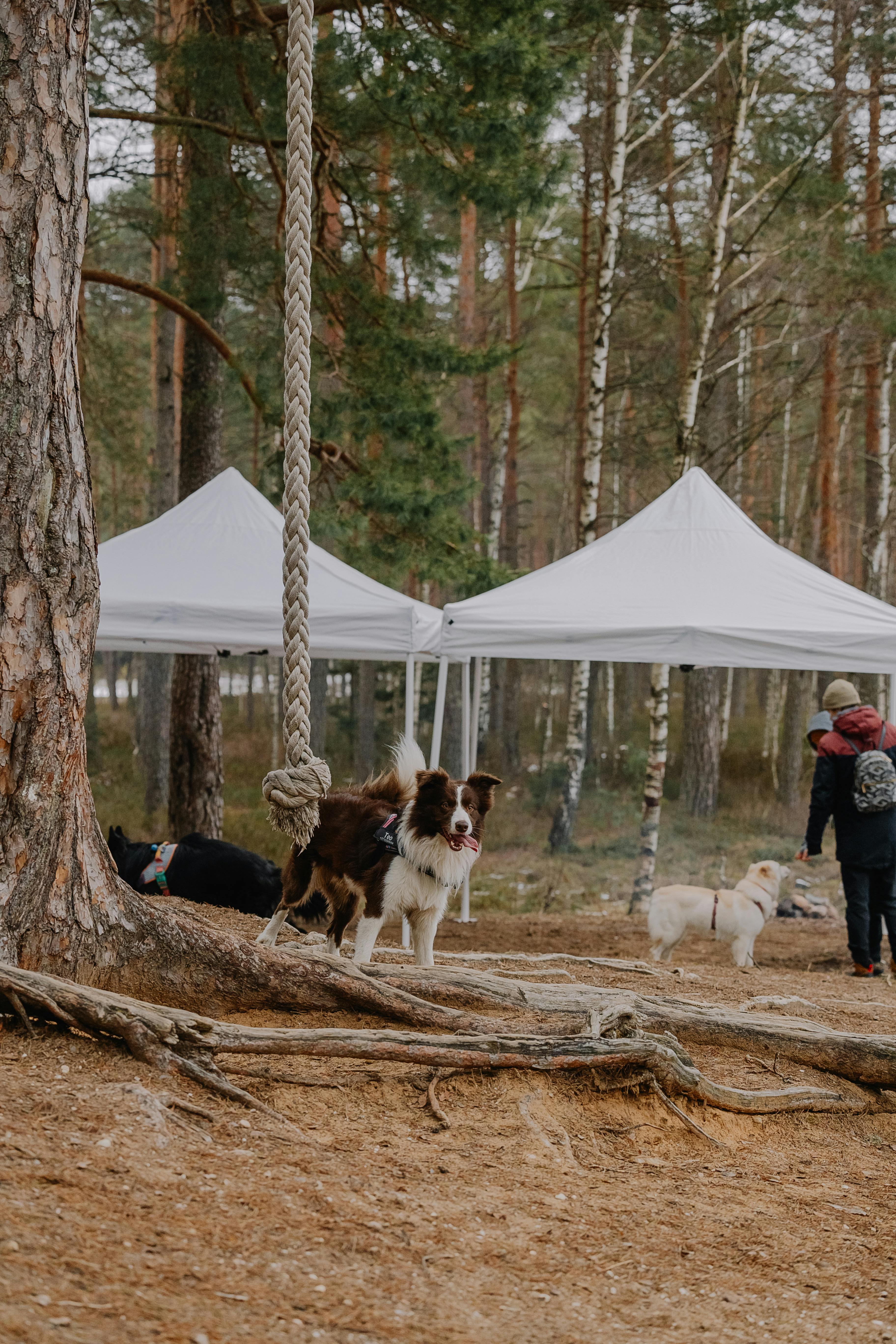 bezplatná Dva psi si hrají mezi stromy a venkovními stany v lesním prostředí. Základová fotografie
