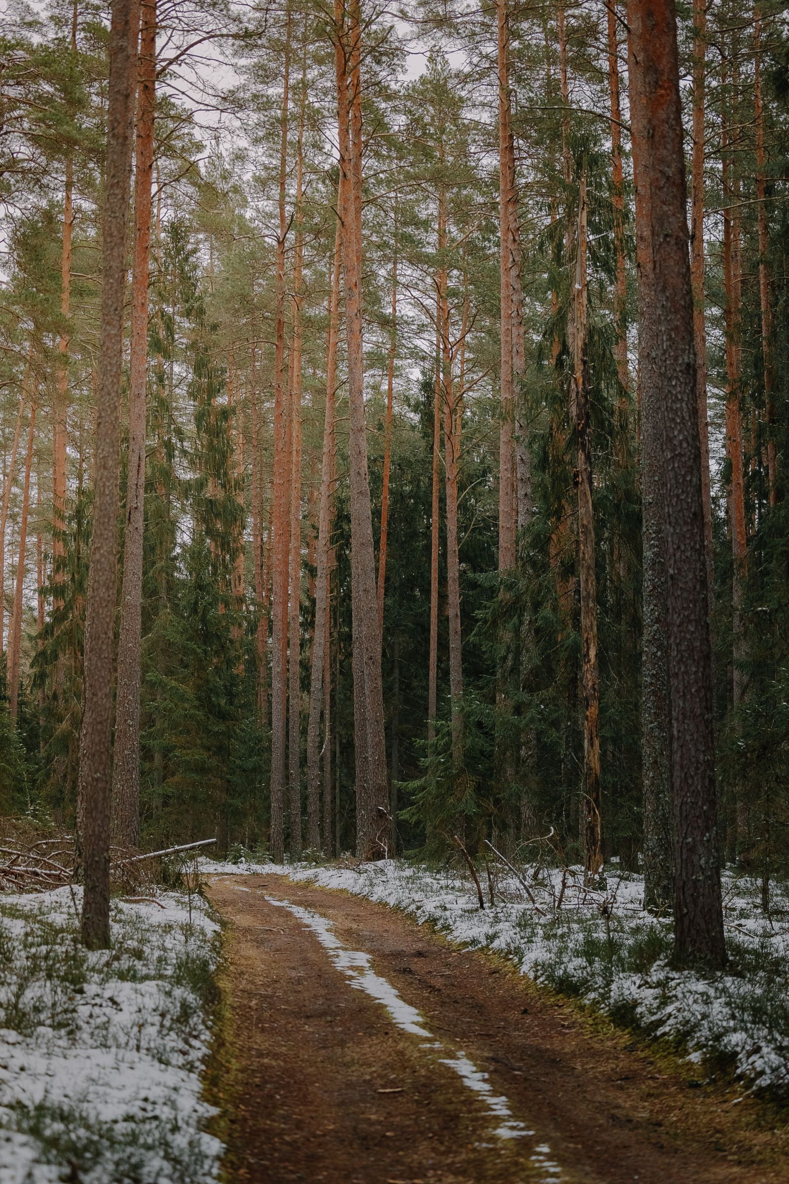 Pine forest pathway in Sierra Calderona