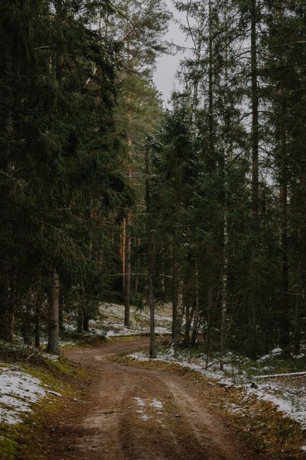 A serene winter forest path winds through snow-dusted pine trees, creating a peaceful escape.