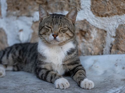 Free A content tabby cat lying outdoors, soaking up the sun with eyes closed. Stock Photo