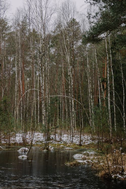Free A tranquil winter forest scene with snow and a small pond, creating a peaceful landscape. Stock Photo