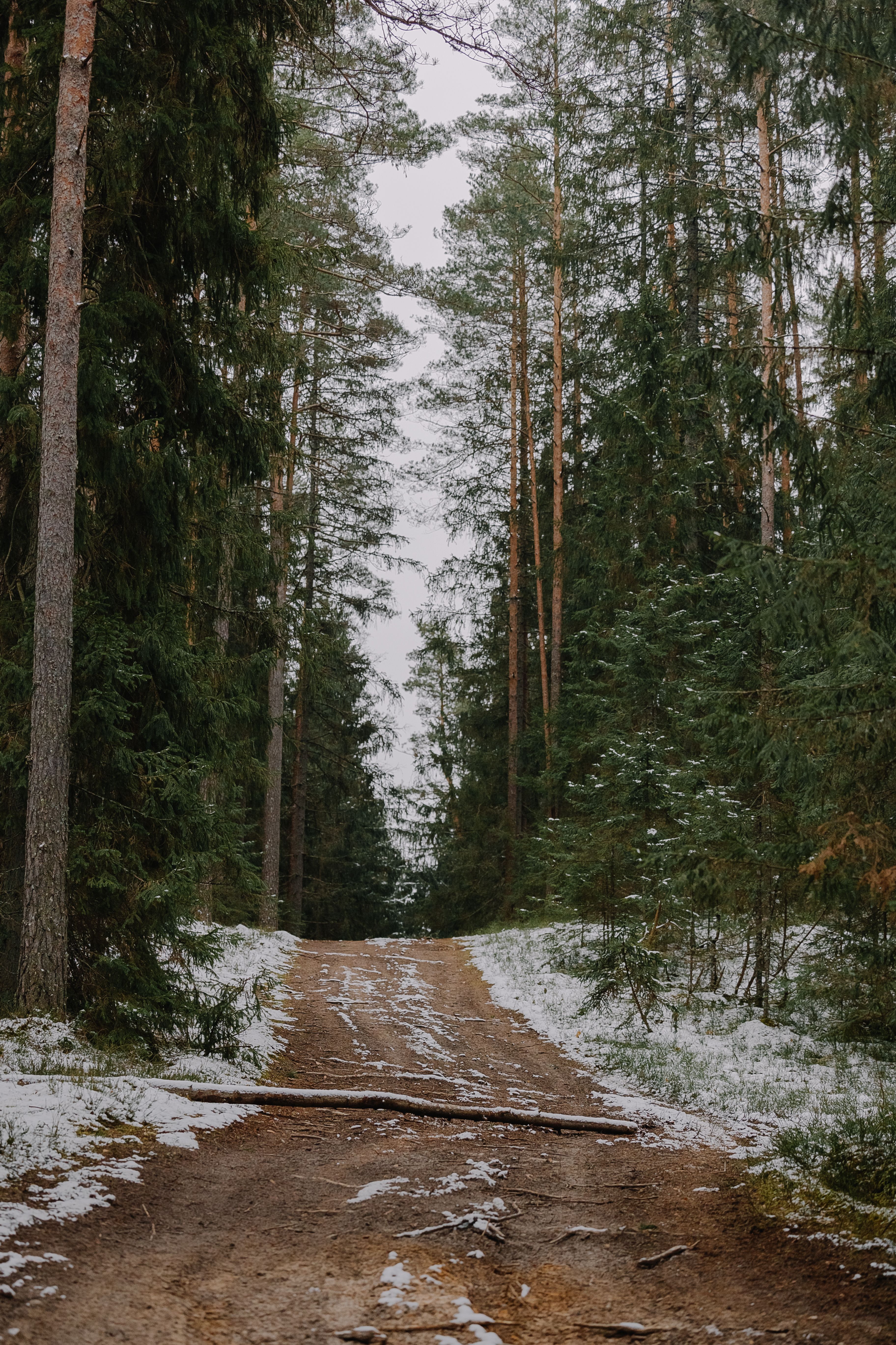 Tranquil Snow-Covered Forest Path in Winter · Free Stock Photo
