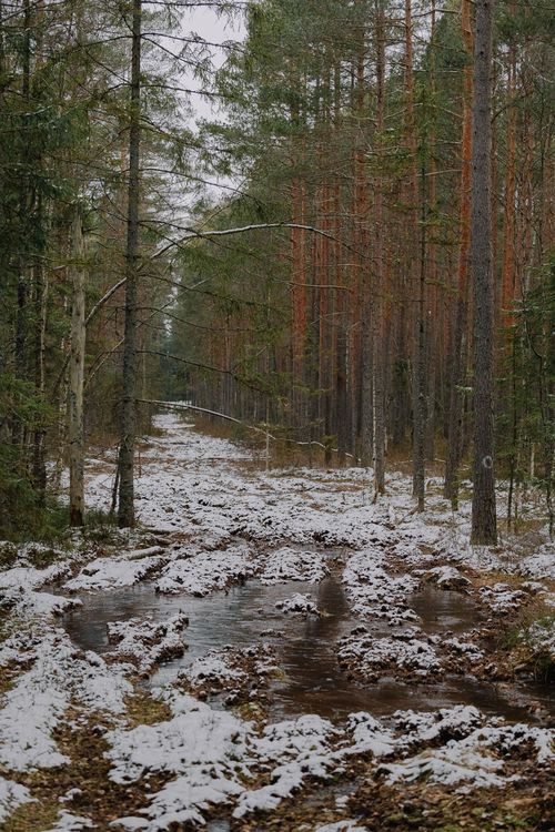 Free A serene forest with snow-covered path and coniferous trees, capturing early winter charm. Stock Photo