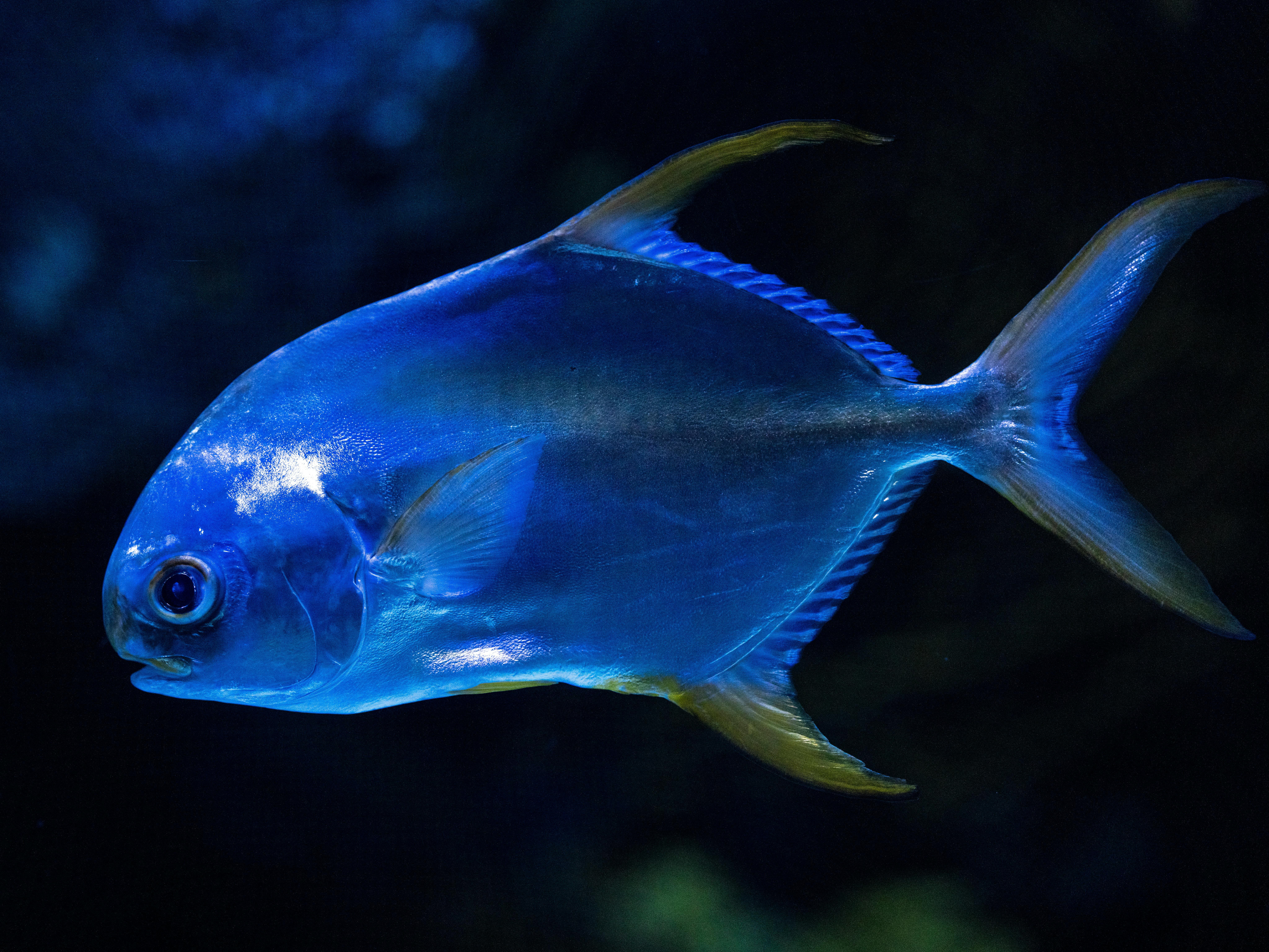 Foto de stock gratuita sobre acuático, aguas australianas, aleta
