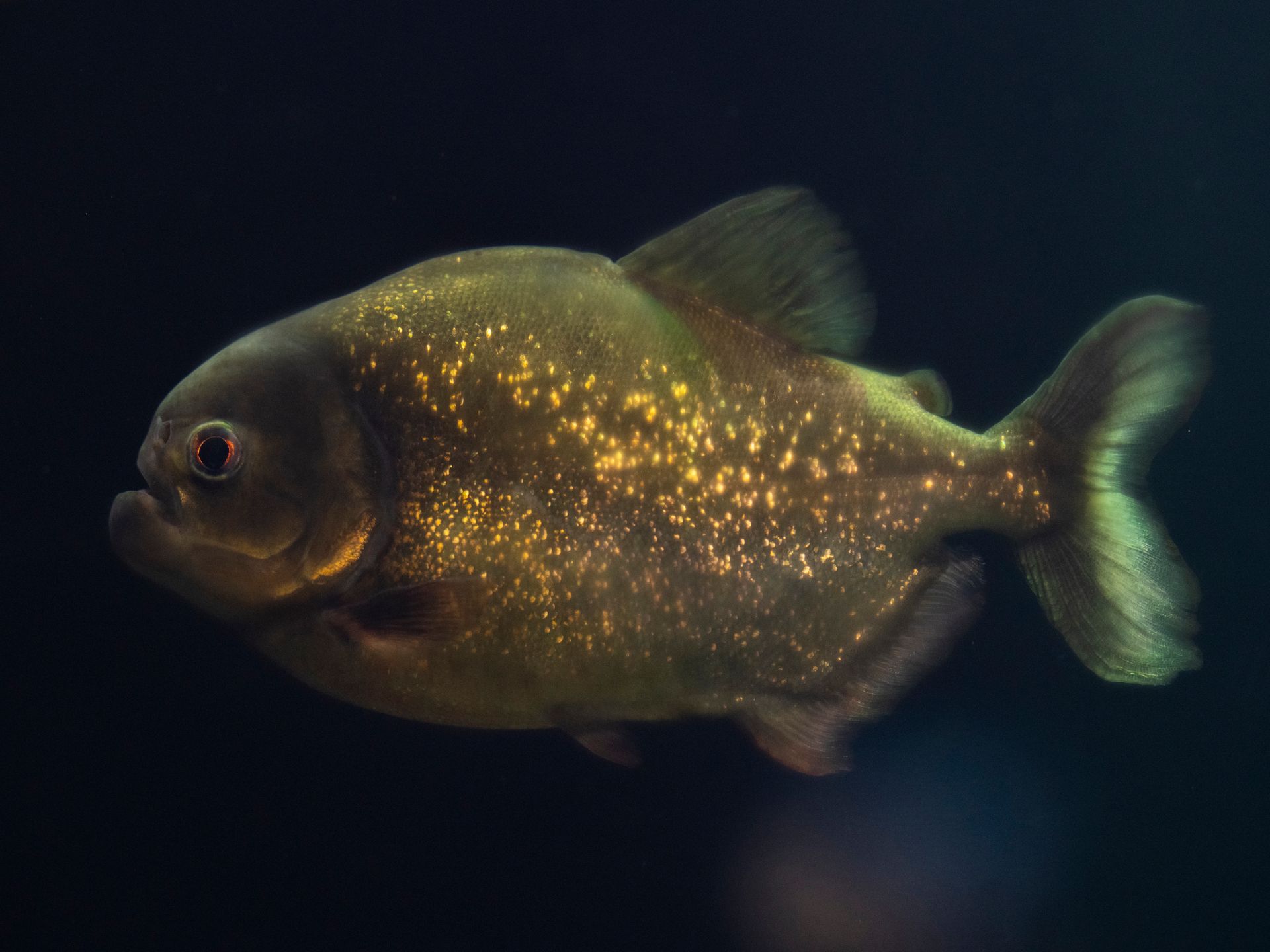 Underwater at Kaldfjord Herring Wall
