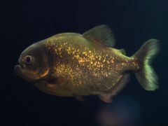 Kaldfjord Herring Wall
