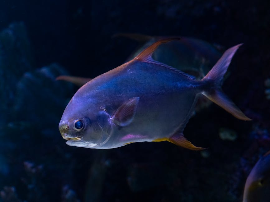 Exploring the Geological Wonders of the Belize Barrier Reef