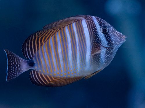 Palolo Deep Marine Reserve