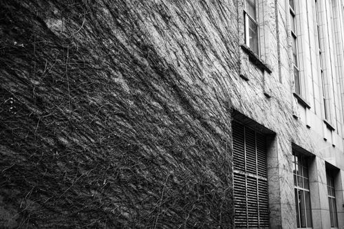 Free Dramatic black and white photo of urban architecture with creeping ivy on stone walls. Stock Photo