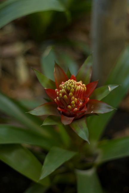 Fotomural Primer plano de una vibrante flor roja de bromelia Guzmania en su entorno natural.
