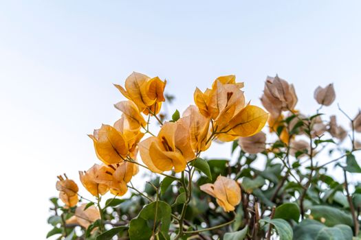 Bright yellow bougainvillea flowers in sunlight against a clear sky, showcasing nature's vivid colors.
