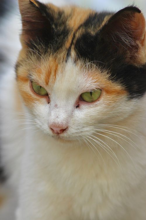 Free Detailed close-up portrait of a calico cat with striking green eyes and a calm expression. Stock Photo