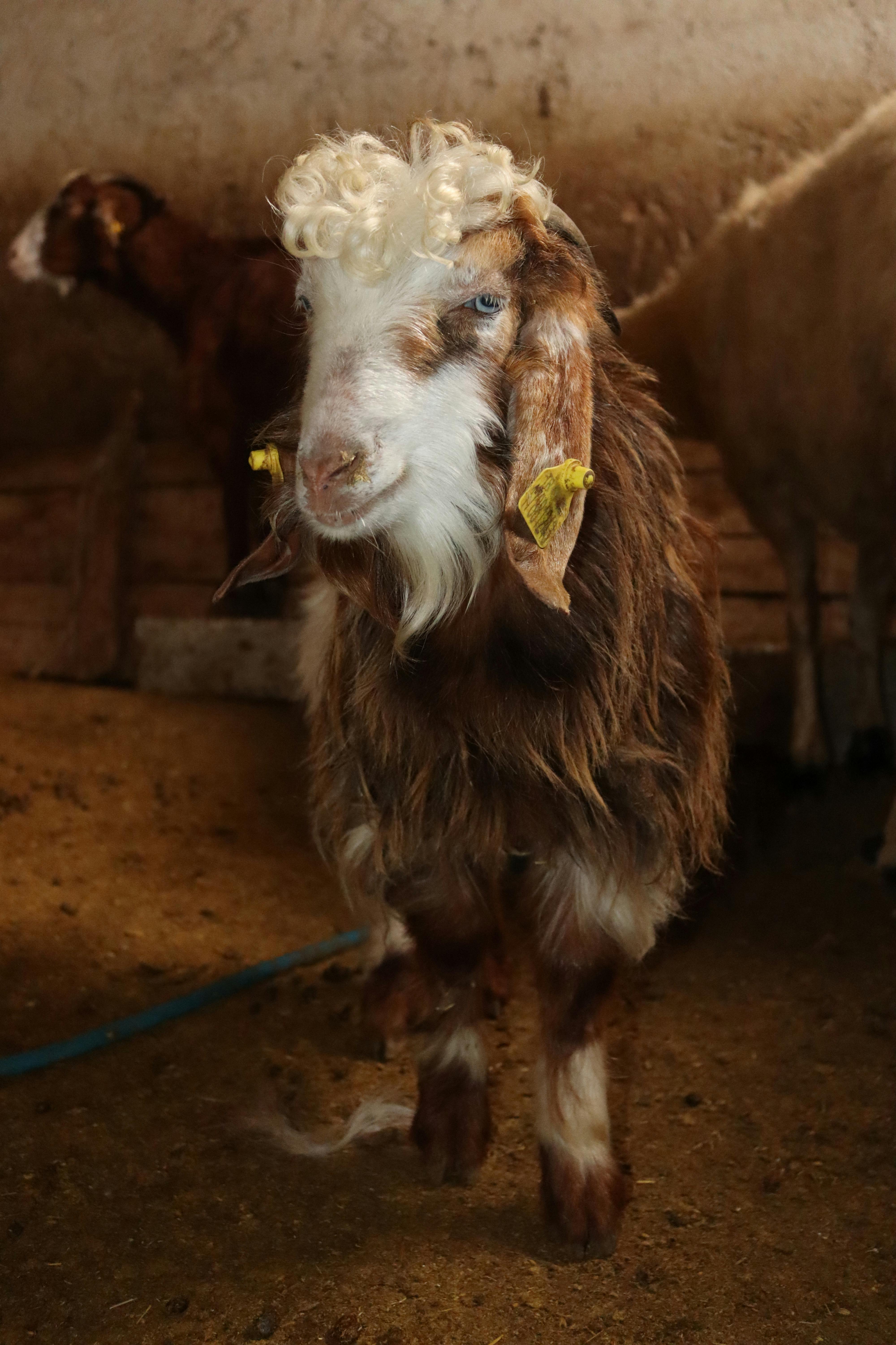 Gratuit Une chèvre à poil long se tient dans une grange faiblement éclairée. Parfait pour les thèmes de style de vie rural. Photos