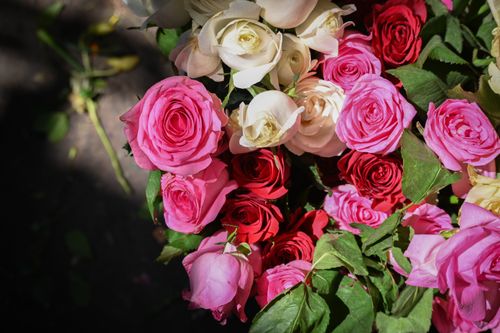 Free A beautiful bouquet of pink, red, and white roses captured in natural sunlight. Stock Photo