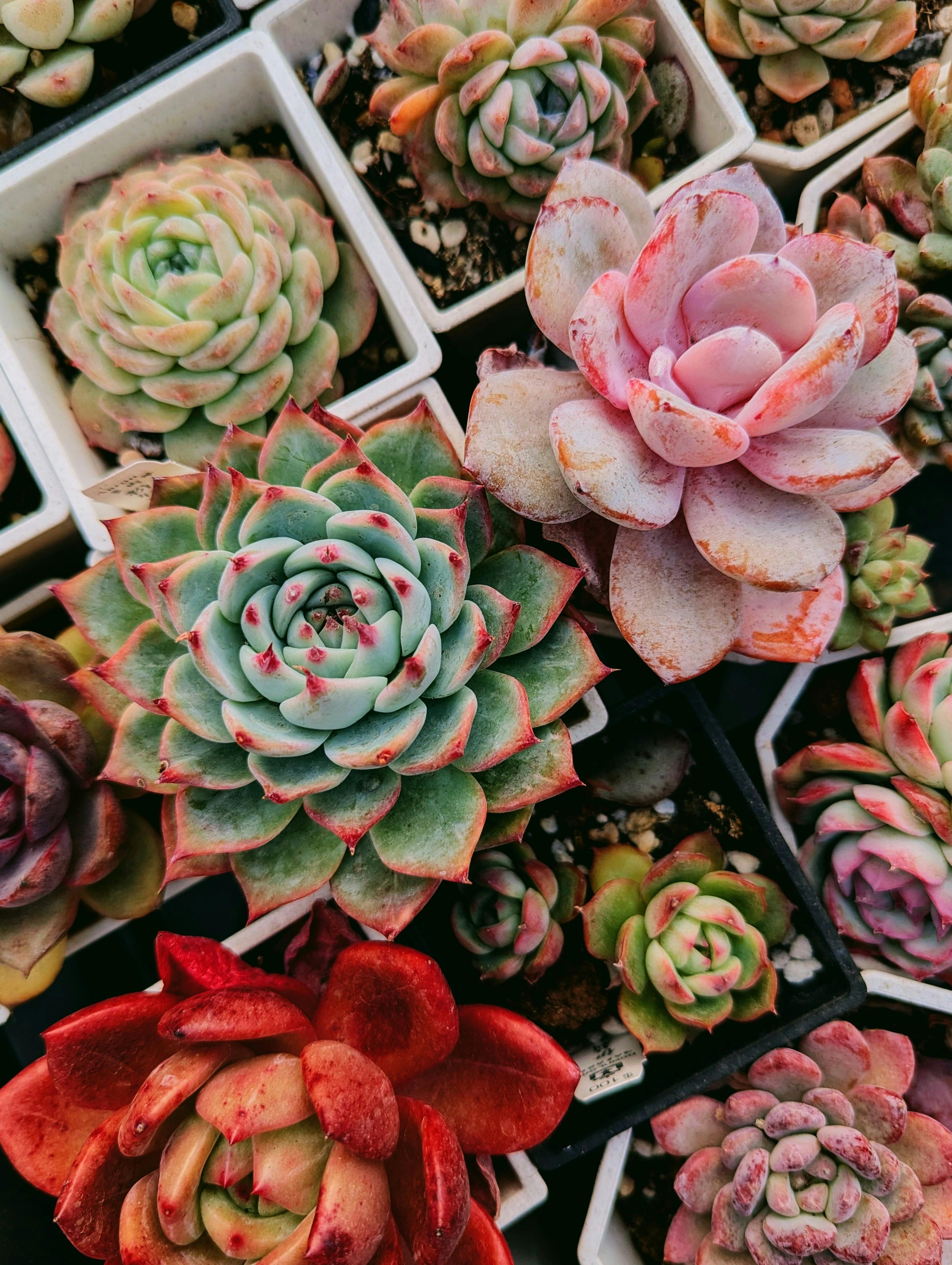 Colorful array of succulents in small pots highlighting different textures and hues.