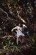 無料 枝に立つ女性 写真素材