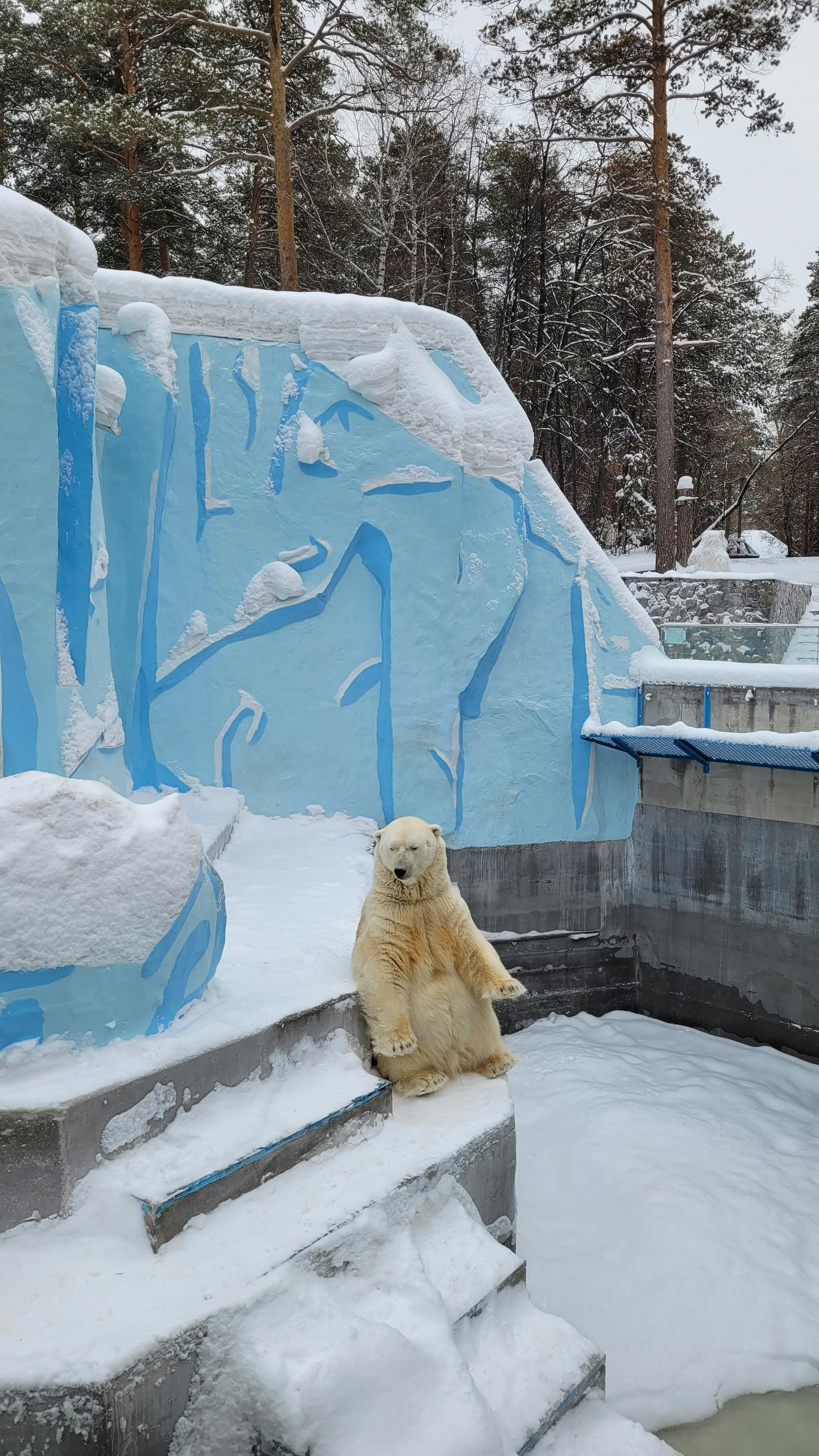 Noi măsuri locale pentru gestionarea responsabilă a urșilor în comunități