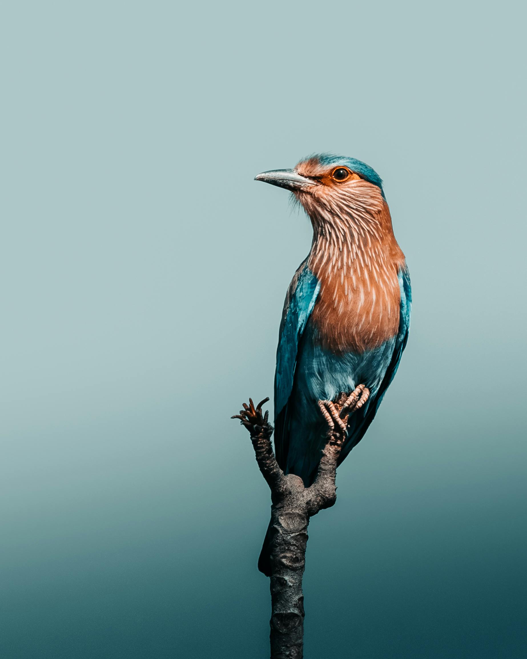The Birding Manual
