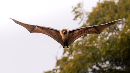 The Great Migration You’ve Never Heard Of—Bats on the Move