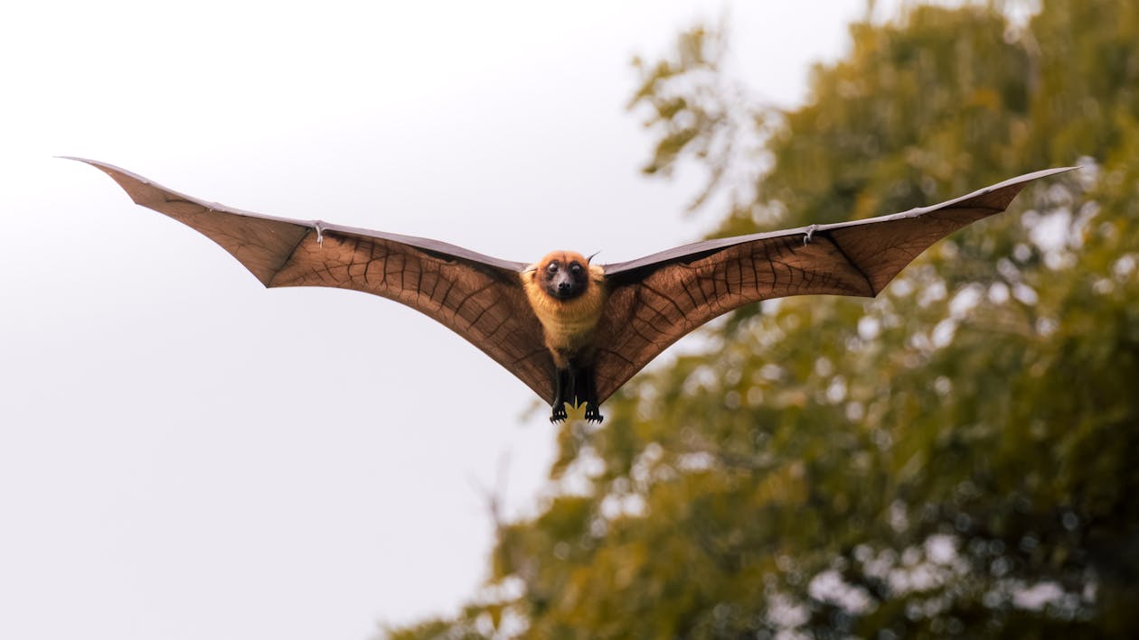 Flying Bat in Natural Habitat Photography · Free Stock Photo