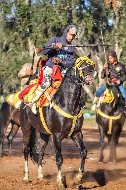 Free Horsemen in traditional attire performing Fantasia, a Moroccan cultural exhibition with horses. Stock Photo